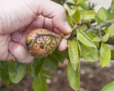 Main d'une personne tenant une poire affectée par la maladie du poirier, avec des taches brunes et des craquelures sur la peau.