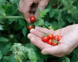 Des mains récoltent des tomates cerises rouges. On se demande en combien de temps poussent les tomates cerises pour obtenir une telle récolte.