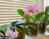 Plusieurs orchidées en pot, certaines avec des fleurs roses et jaunes, se tiennent sur un rebord de fenêtre derrière des stores. Une bouture orchidée dans l'eau attend de prendre racine.