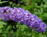 Grappe de fleurs violettes d'un arbre à papillon taille, avec de petits cœurs orange au centre de chaque fleur.