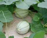 Deux jeunes melons, encore pâles et striés de vert, poussent sur leur plan.