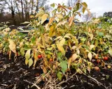 Pieds de tomates en fin de saison, certains fruits encore verts ou rouges. Que faire des pieds de tomates en fin de saison ?