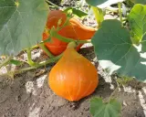 Deux potimarrons orange vif poussent sur leur pied, entourés de grandes feuilles vertes.