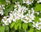 Gros plan sur une viorne de Chine en pleine floraison, ses grappes de fleurs blanches délicates contrastant avec le feuillage vert luxuriant.