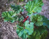 Jeune plant de rhubarbe aux feuilles vertes et tiges rouges, prêt à être planté. Un bon endroit pour planter la rhubarbe est essentiel pour sa croissance.