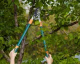 Des mains tiennent un sécateur pour apprendre comment élaguer un arbre, coupant une branche feuillue.