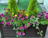 Jardinière débordante de fleurs roses et jaunes, avec des conifères et des feuilles colorées. Un bel arrangement de plantes pour jardinière toute l'année.