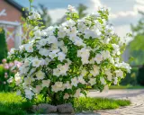 Un arbuste de seringat taille généreusement, couvert de fleurs blanches parfumées, illumine un jardin ensoleillé.