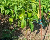 Poivron plantation en pleine croissance, avec des poivrons verts brillants sur des tiges soutenues par des piquets.