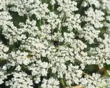 Gros plan sur une ombelle de carotte sauvage blanche, avec un petit insecte noir posé au centre.
