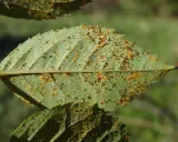 Feuille de rosier atteinte par la rouille, présentant de petites pustules orange et brunes sur sa surface verte.