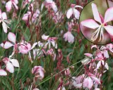 Fleurs de gaura rouge, délicates et rosées, parsemées de gouttes de pluie. L'entretien de ces beautés est simple pour un jardin éclatant.