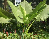 Plante à grosse feuille extérieure, ses larges feuilles vertes dominent un parterre de fleurs rouges.
