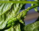 Des pucerons verts infestent une tige et des feuilles de plante. Un traitement puceron est nécessaire pour sauver le végétal.