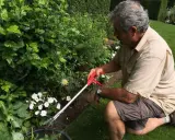 Un jardinier utilise un sécateur pour apprendre comment couper les roses fanées et entretenir son jardin fleuri.