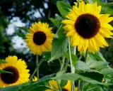 Un tournesol en pot, avec ses pétales jaunes éclatants et son cœur brun, attire un petit insecte. D'autres tournesols sont visibles en arrière-plan.