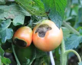 Deux tomates sur pied, l'une avec une tache noire sur le dessous, un signe de la pourriture apicale, ou "tomate cul noir".