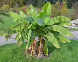 Gros bananier Musa basjoo avec de grandes feuilles vertes dans un jardin.