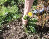 Main arrachant une **mauvaise herbe envahissante** avec sa fleur jaune, près de jeunes pousses de pivoines.