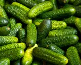 Un tas de cornichons verts, petits et bosselés. Le cornichon est-il un concombre ? Oui, c'est un petit concombre.