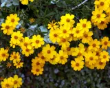 Un bouquet de soucis fleurs jaunes éclatantes illumine le feuillage sombre.