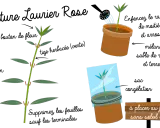 Illustration montrant comment faire une bouture de laurier rose : coupe de tige, mise en pot et protection. À placer au jardin sans soleil direct.
