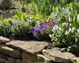 Un parterre fleuri avec des campanules vivaces couvre-sol bleues et blanches, des tulipes jaunes et des feuillages verts.