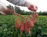 Gants rouges et blancs tenant une récolte de patates douces, la plante grimpante s'étendant sur un champ verdoyant.