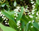 Des clochettes blanches délicates de muguet, parfaites pour savoir où planter muguet au printemps.