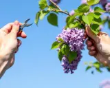 Quand tailler les lilas : une main tient un sécateur, l'autre saisit une branche de lilas en fleurs sous un ciel bleu.