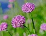 Fleurs d'ail pourpres en gros plan, évoquant la beauté naturelle et le désir de savoir comment faire grossir l'ail pour des récoltes abondantes.