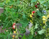 Plantes de morelle de Balbis avec des baies rouges et jaunes mûres, des feuilles découpées et des tiges épineuses.