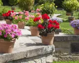 Pots de géraniums roses, rouges et violets en pleine floraison, parfaits pour un entretien facile et un jardin coloré.