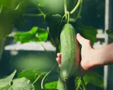 Main verte, une main cueille une belle variété de concombre dans une serre.