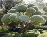 Arbre sculpté avec une taille en nuage, ses branches torsadées supportent des boules de verdure dense. Un jardin soigné l'entoure.