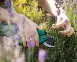 Mains coupant de la lavande avec des ciseaux verts. Les fleurs violettes et les tiges vertes sont visibles.