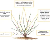 Illustration de la taille d'un rosier grimpant : aérer le cœur, couper le bois mort, et choisir les bourgeons pour une belle croissance.