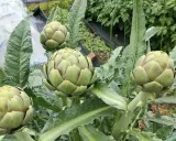 Quatre jeunes plants d'artichauts promettent une belle récolte. Leurs gros bourgeons verts sont prêts à éclore.