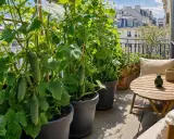Des concombres en pot poussent sur un balcon parisien, prêts à être récoltés. Une table en bois et des coussins invitent à la détente.