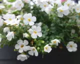 Un tapis de petites fleurs blanches, comme une **bacopa fleur**, décore un pot. Leurs cœurs jaunes apportent une touche de lumière.