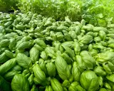 Un champ de jeunes plants de basilic prêts à être transplantés. Leurs feuilles vertes et brillantes promettent une belle récolte.