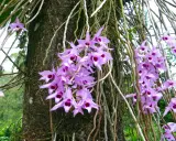 Grappe de fleurs orchidées violettes, une plante épiphyte, s'épanouissant sur un tronc d'arbre couvert de racines aériennes.