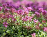 Champ de thym serpolet aux fleurs roses et violettes, avec un feuillage vert dense.