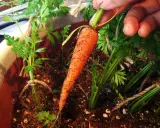 Une main extrait une carotte fraîchement récoltée de son pot. Les semis de carottes poussent bien, leurs fanes vertes bien visibles.