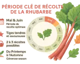 Période clé de récolte de la rhubarbe : Mai et Juin pour des tiges tendres et savoureuses. Profitez de cette généreuse saison !