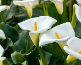 Un par d'arum blanc, leurs pétales immaculés ornés de perles de rosée, se dressent fièrement parmi le feuillage luxuriant.