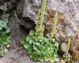 Plantes vertes aux feuilles rondes et dentelées, ressemblant à un nombril de Vénus, poussent sur un rocher couvert de mousse.