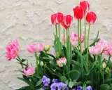 Magnifique jardinière printanière : tulipes roses et rouges, pensées violettes. Idéal pour apprendre comment planter des tulipes en jardinière.