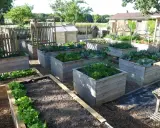 Un petit potager bien entretenu avec des bacs en bois remplis de légumes verts, de choux et d'herbes.