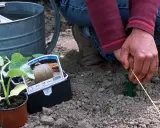 Plantation de semis melon. Une main guide un fil jaune dans la terre, à côté d'une jeune pousse et d'un paquet de graines.